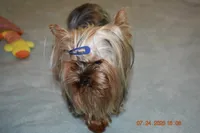 Danny, a male Yorkshire Terrier for sale in Oroville, WA – Photo 4 of 10