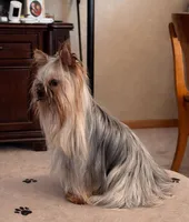 Danny, a male Yorkshire Terrier for sale in Oroville, WA – Photo 2 of 10