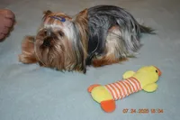 Danny, a male Yorkshire Terrier for sale in Oroville, WA – Photo 8 of 10