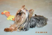 Danny, a male Yorkshire Terrier for sale in Oroville, WA – Photo 7 of 10