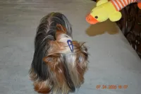 Danny, a male Yorkshire Terrier for sale in Oroville, WA – Photo 10 of 10