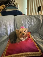 Laylabelle, a female Yorkshire Terrier for sale in Oroville, WA – 9 of 10