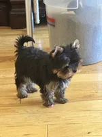 Thumbalina , a female Yorkshire Terrier for sale in Oroville, WA – 7 of 10