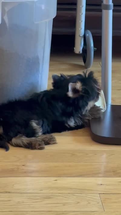 Thumbalina , a female Yorkshire Terrier for sale in Oroville, WA – 10 of 10