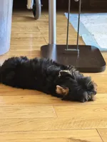 Thumbalina , a female Yorkshire Terrier for sale in Oroville, WA – 5 of 10