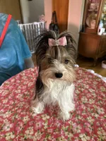 Faith akc, a female Yorkshire Terrier for sale in Oroville, WA – Photo 3 of 10