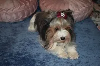 Faith akc, a female Yorkshire Terrier for sale in Oroville, WA – Photo 6 of 10