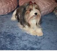 Faith akc, a female Yorkshire Terrier for sale in Oroville, WA – Photo 2 of 10