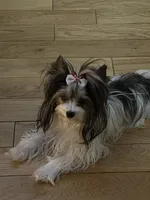 Faith akc, a female Yorkshire Terrier for sale in Oroville, WA – Photo 9 of 10