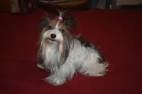 Faith akc, a female Yorkshire Terrier for sale in Oroville, WA – Photo 10 of 10