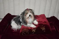 Faith akc, a female Yorkshire Terrier for sale in Oroville, WA – Photo 4 of 10