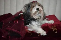 Faith akc, a female Yorkshire Terrier for sale in Oroville, WA – Photo 1 of 10