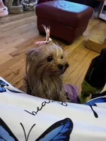 Laylabelle, a female Yorkshire Terrier for sale in Oroville, WA – 4 of 10