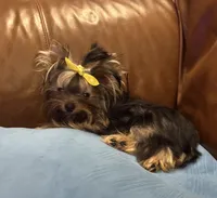 Tiny Tarzan , a male Yorkshire Terrier for sale in Oroville, WA – 3 of 10