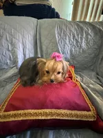 Laylabelle, a female Yorkshire Terrier for sale in Oroville, WA – 7 of 10
