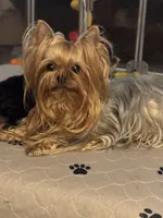 Zhana, a female Yorkshire Terrier for sale in Oroville, WA – 2 of 6