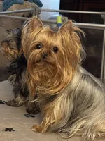 Zhana, a female Yorkshire Terrier for sale in Oroville, WA – 1 of 6