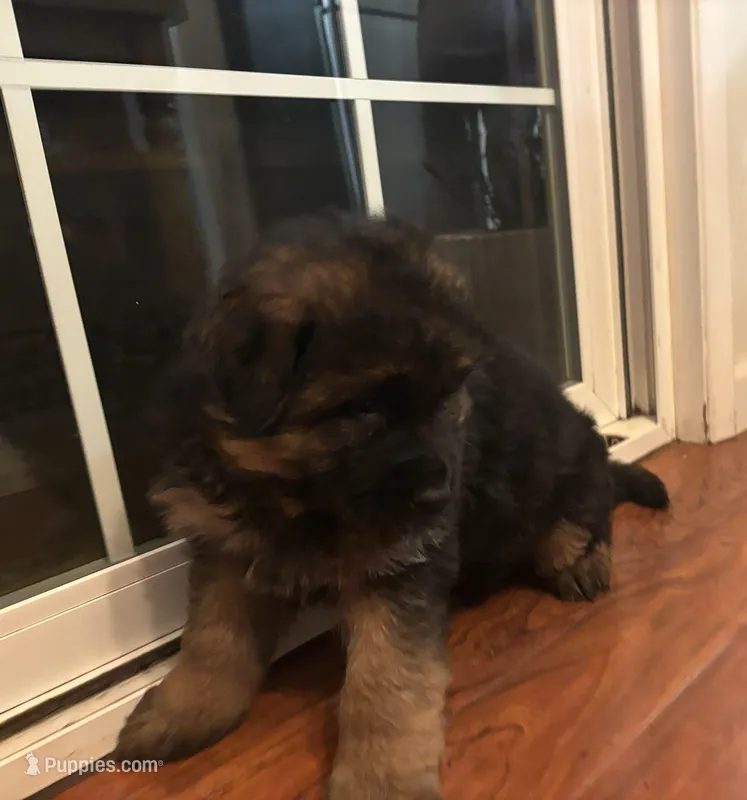 Grizz – German Shepherd Dog puppy for sale in Silverton, OR