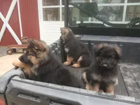 Titan, a male German Shepherd Dog for sale in Silverton, OR – Photo 5 of 6