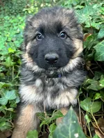 Titan, a male German Shepherd Dog for sale in Silverton, OR – Photo 3 of 6