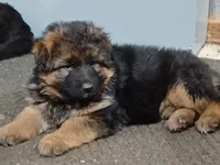 Titan, a male German Shepherd Dog for sale in Silverton, OR – Photo 2 of 6