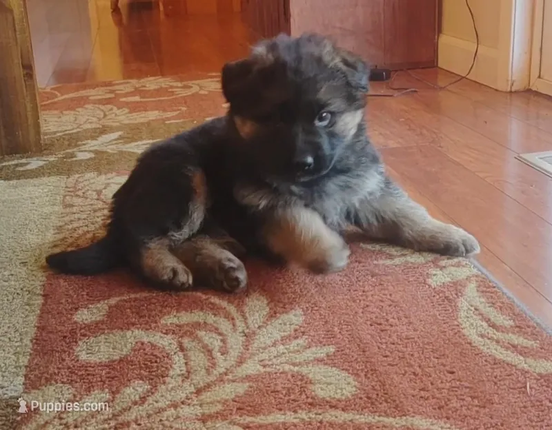 Titan – German Shepherd Dog puppy for sale in Silverton, OR
