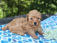 Selesta, a female Poodle - Miniature  for sale in Lexington, IN – 4 of 4