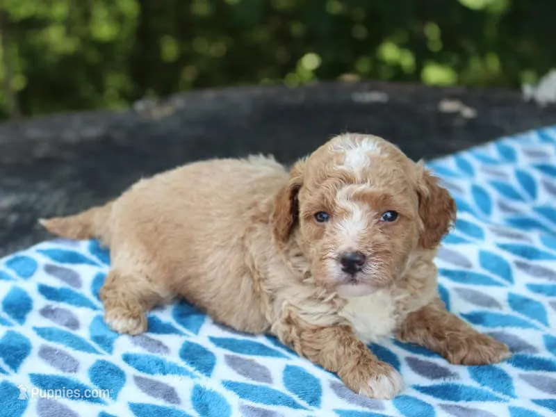 Shawn – Poodle - Miniature  puppy for sale in Lexington, IN