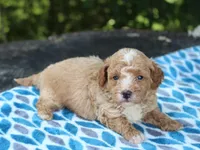 Shawn, a male Poodle - Miniature  for sale in Lexington, IN – 1 of 4