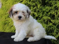 Daisy, a female Shichon for sale in Lexington, IN – 3 of 4