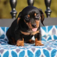 Bridget, a female Dachshund for sale in Lexington, IN – Photo 2 of 4