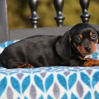 Bridget, a female Dachshund for sale in Lexington, IN – Photo 3 of 4