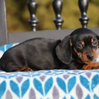 Bridget, a female Dachshund for sale in Lexington, IN – Photo 1 of 4