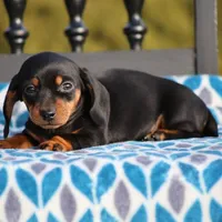 Bridget, a female Dachshund for sale in Lexington, IN – Photo 4 of 4