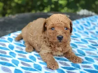 	Sherlock, a male Poodle - Miniature  for sale in Lexington, IN – 2 of 4