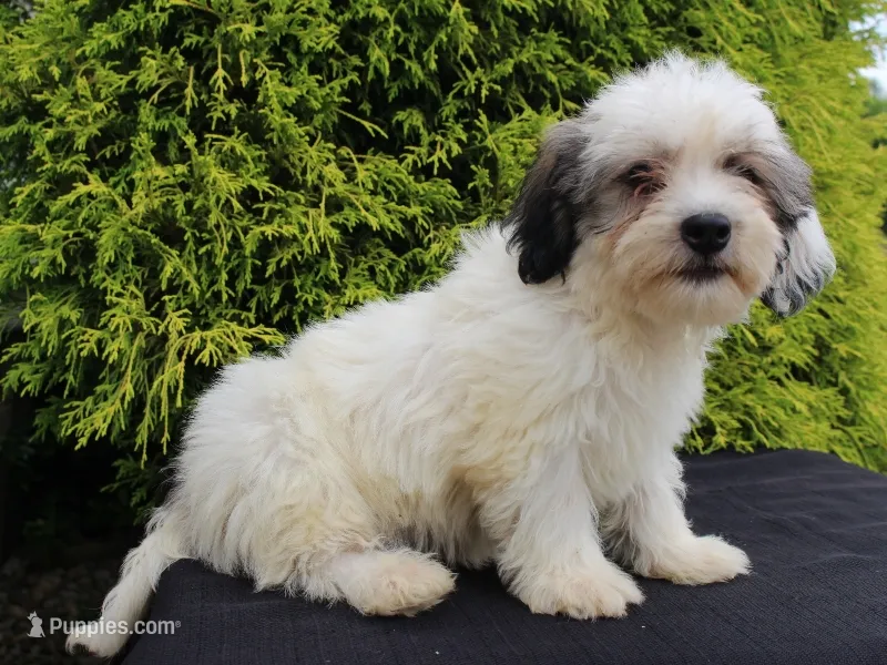 Kasper – Shichon puppy for sale in Lexington, IN