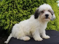 Kasper, a male Shichon for sale in Lexington, IN – 1 of 4