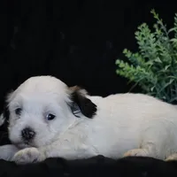 Shira, a female Shichon for sale in Lexington, IN – Photo 3 of 4