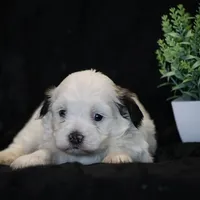 Shira, a female Shichon for sale in Lexington, IN – Photo 2 of 4