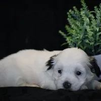 Shira, a female Shichon for sale in Lexington, IN – Photo 1 of 4
