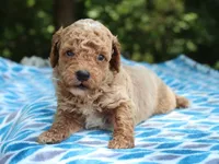 Sydney, a male Poodle - Miniature  for sale in Lexington, IN – 1 of 4