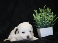 processed/f0f603ed-f6c8-470d-a7f0-751e1a994c71/listing/138ae1c7-88b6-4a3e-b223-74f420f23dde/21bdacca-7bc3-4ec4-aff6-ba98bab8a979