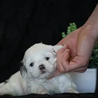 Shores, a male Shichon for sale in Lexington, IN – Photo 2 of 4