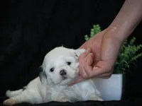 processed/f0f603ed-f6c8-470d-a7f0-751e1a994c71/listing/138ae1c7-88b6-4a3e-b223-74f420f23dde/77e54ace-a695-4a90-a69c-372f14db0b04