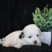 Shores, a male Shichon for sale in Lexington, IN – Photo 3 of 4
