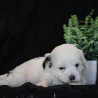 Shores, a male Shichon for sale in Lexington, IN – Photo 1 of 4