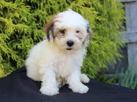 Daisy, a female Shichon for sale in Lexington, IN – 4 of 4
