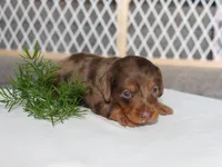 Patrickk, a male Miniature Dachshund for sale in Lexington, IN – 2 of 4
