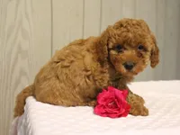 Willow, a female Poodle - Miniature  for sale in Lexington, IN – 7 of 8