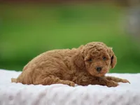 Willow, a female Poodle - Miniature  for sale in Lexington, IN – Photo 2 of 4
